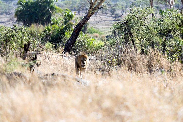 TZA MAR SerengetiNP 2016DEC24 LemalaEwanjan 026